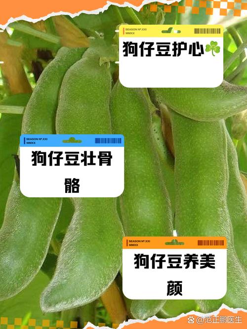 狗狗为什么生吃毛豆