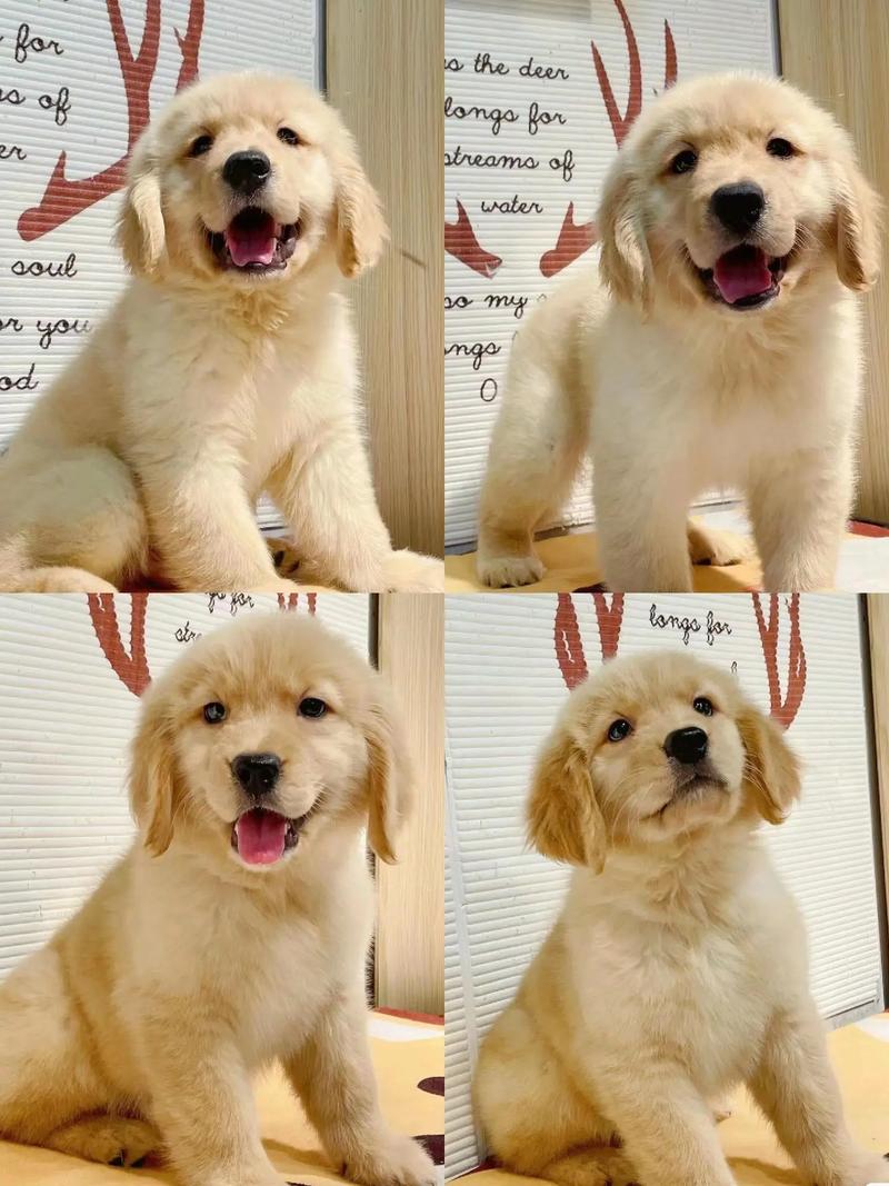 金毛幼犬可以吃藕粉吗?