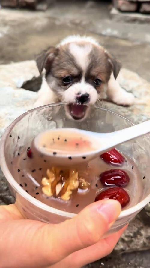 狗狗吃了没有用开水泡过的藕粉会不会死?