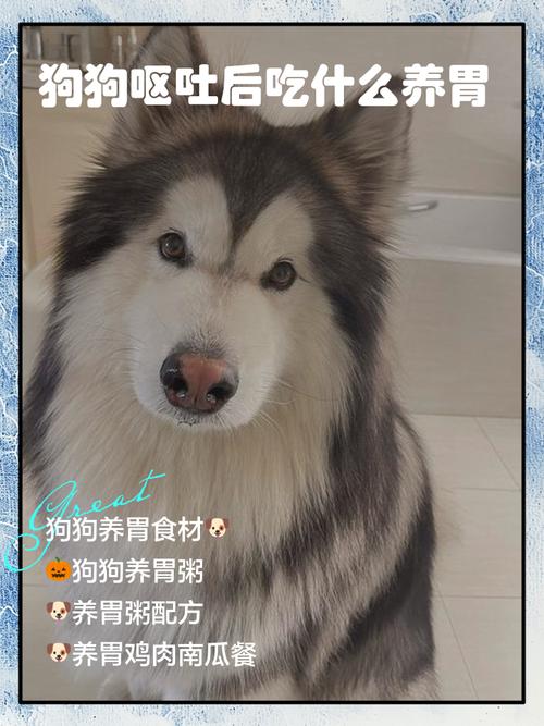 狗狗呕吐后吃什么食物比较好