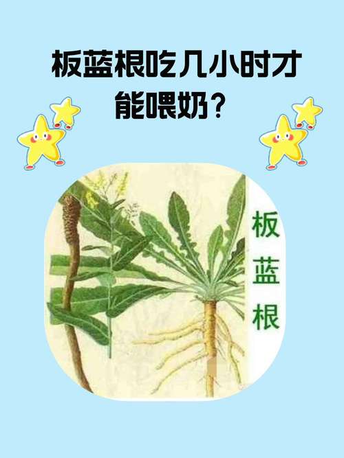 给猫喂板蓝根一次喂多少