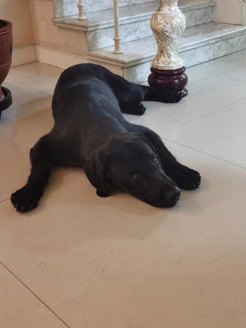 ...起来就像发疯乱跳乱跑,吃东西跟抢一样,还喜欢乱拾东西吃,怎么...