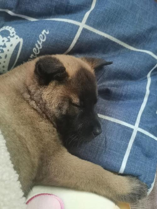 狗狗好动怎么办