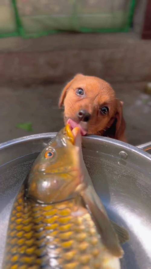 狗狗能吃生鱼会的肿瘤吗