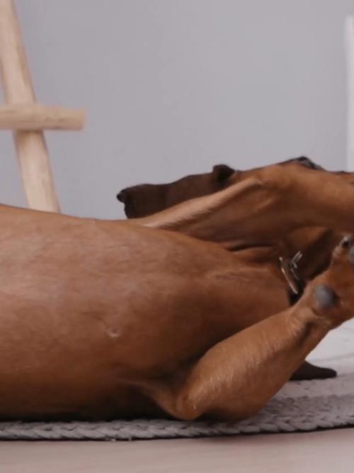 狗狗怀孕时期能吃鸡肉吗