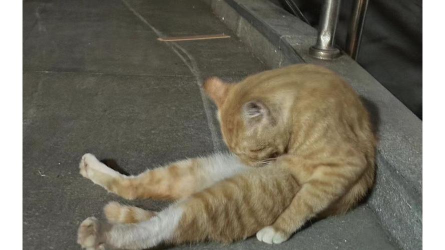 猫咪四肢无力像喝醉酒一样