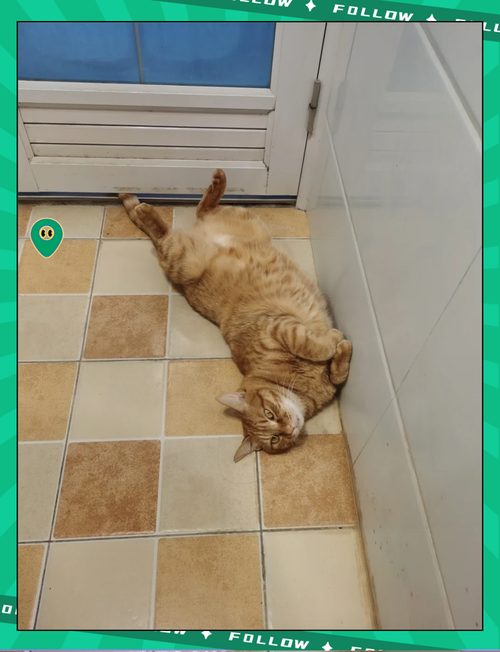 猫咪站不起来全身瘫软