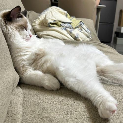 猫咪四肢无力浑身发软