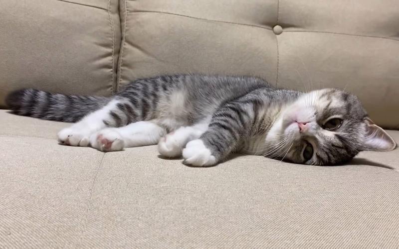 猫咪四肢无力站不起来不吃东西