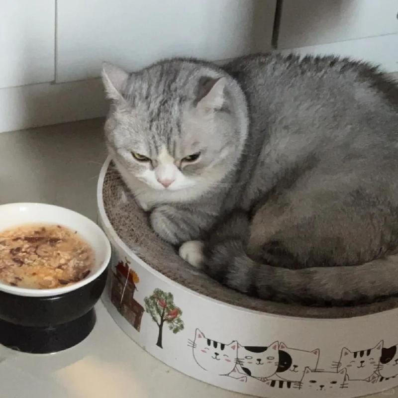母猫发完情不爱吃饭