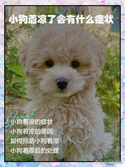 狗狗着凉的症状有哪些