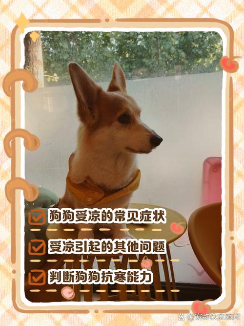 怎样判断狗狗着凉