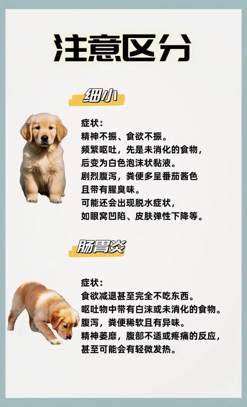 如何判断狗狗是否得了细小