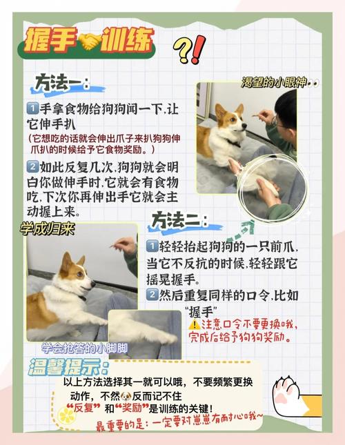 怎么训练狗狗不要咬人