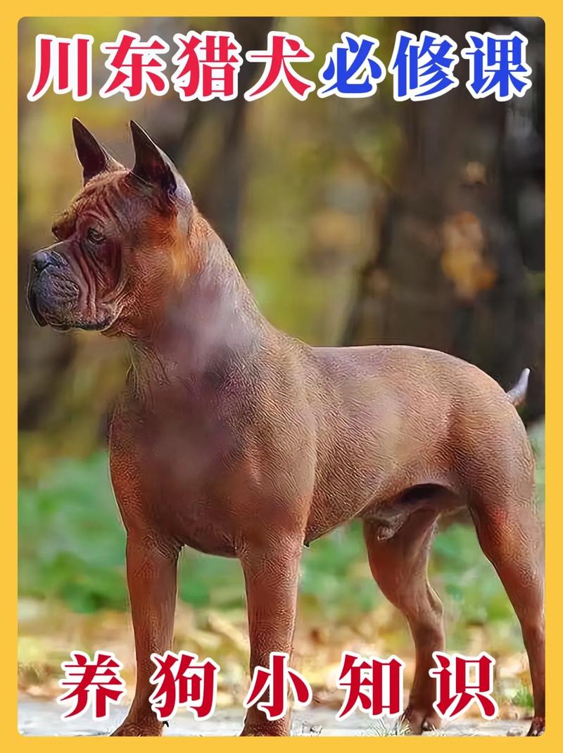 怎样训练一只好猎犬