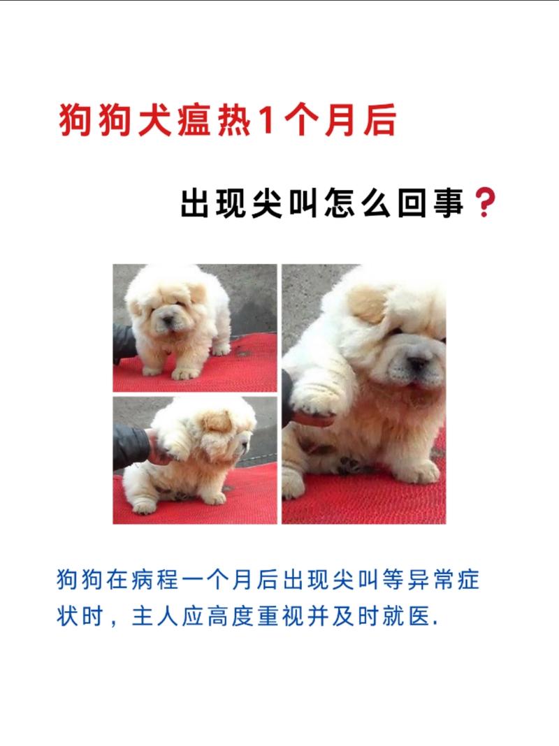 狗狗得了犬瘟狗瘟怎么办