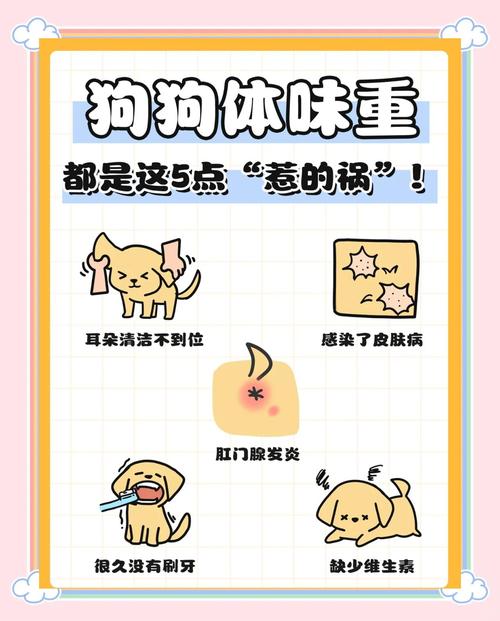 狗狗有体臭怎么办?