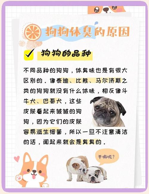 狗狗身上很臭,导致整个家里都有股味道,怎么办?