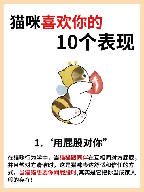 拿破仑猫喜欢一个人会有哪些表现?