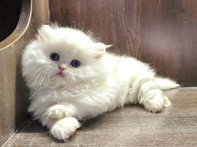 猫把你当主人的三种表现