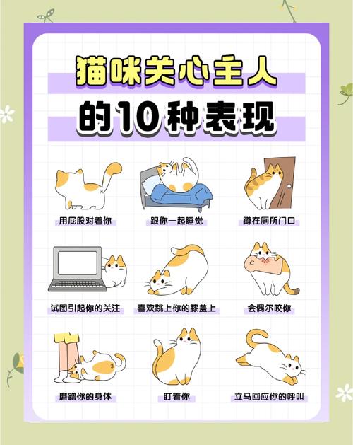 小猫咪喜欢你的时候都有什么表现啊?