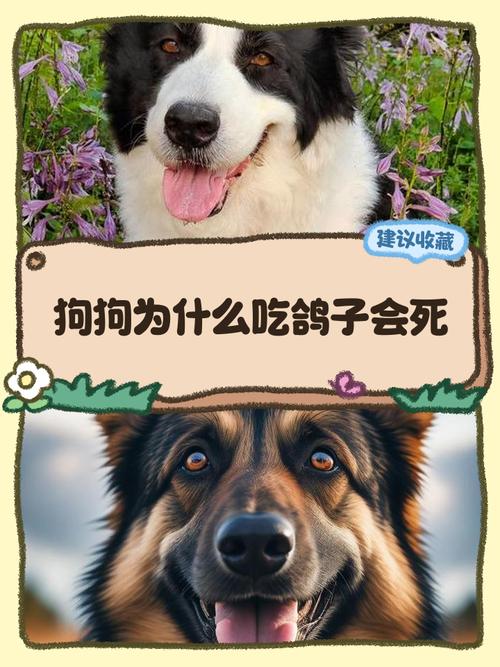 狗狗能吃鸽子嘛为什么