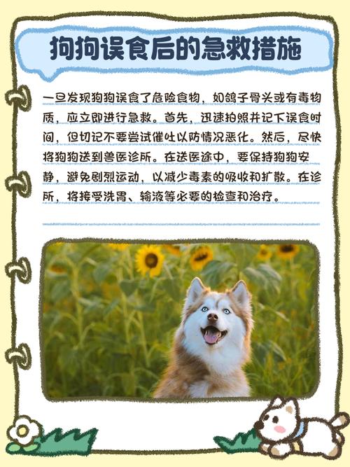 狗为什么不吃鸽子肉