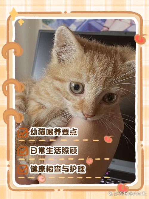 一个月小猫咪怎么养活