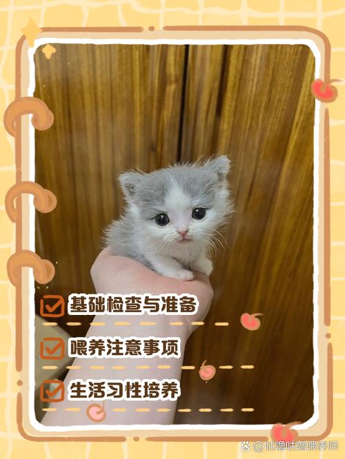 一个月的小猫咪如何养