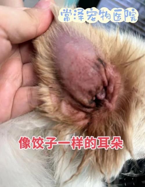 狗狗耳朵里面流血了前几天我给我家狗狗洗完澡以后它就开始一直摇头甩...
