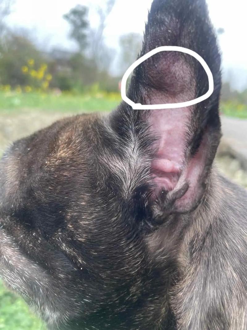 狗狗耳朵被棉签捅出血怎么办