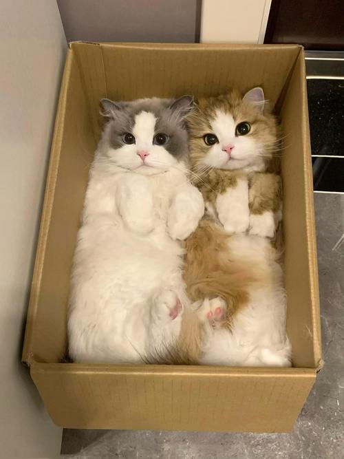 两只小猫一起养不亲人