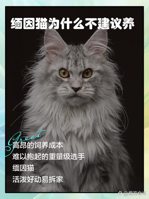 猫猫怎么突然和你不亲了?