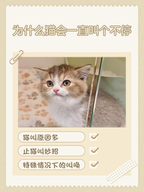 两只小猫一起养不亲人怎么回事