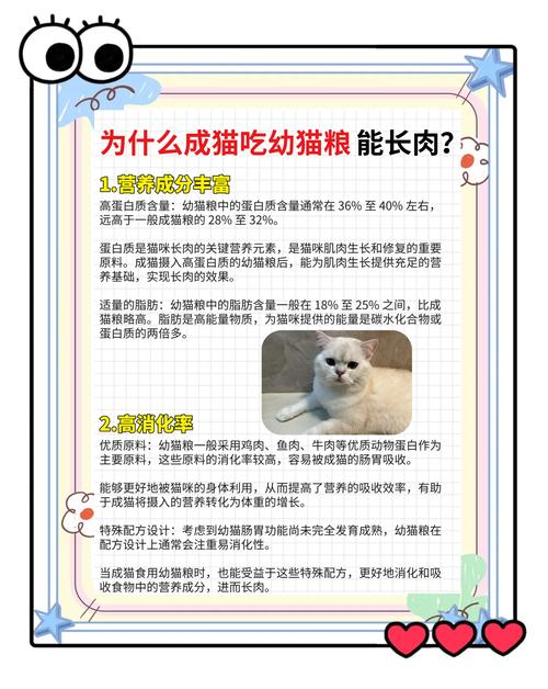 成年猫可以吃幼猫粮吗