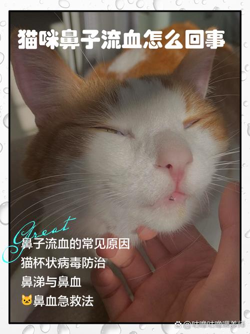 英短猫的鼻子上面红红的是怎么了?
