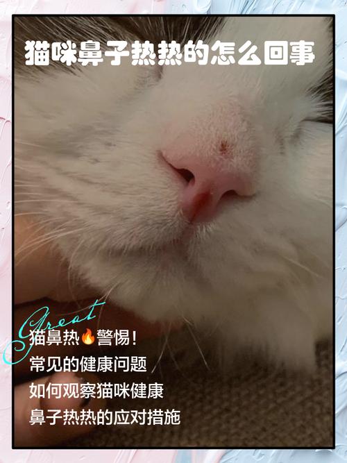 为什么猫咪鼻子发红发热