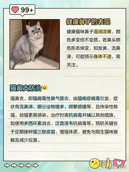 猫咪鼻子红红的原因及处理方法