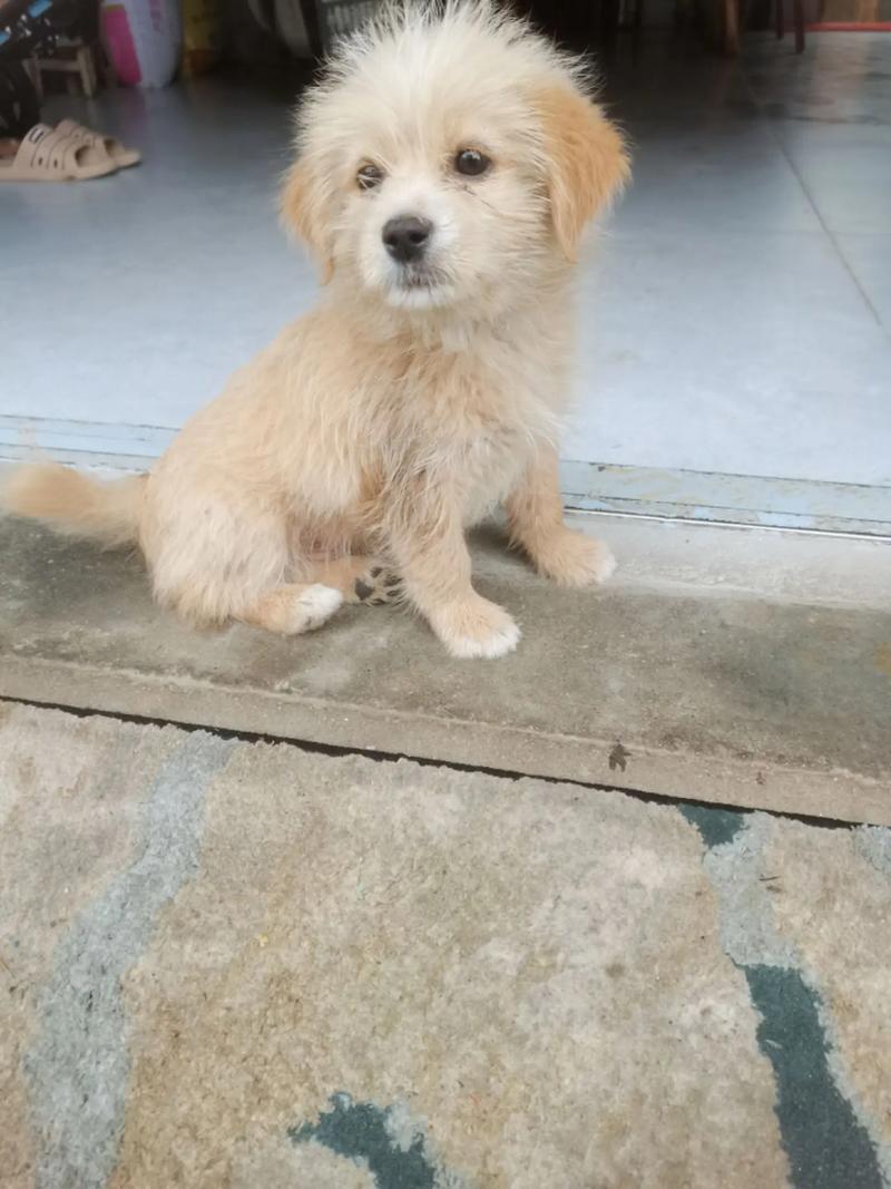 请问串串狗要怎么去看它的年龄,我家狗狗是别人给的,具体也不知道有多大...