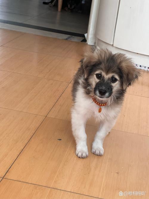 怎么样判断狗狗有几个月大啊