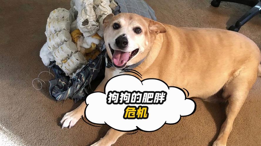 为什么狗狗吃猪饲料会胖