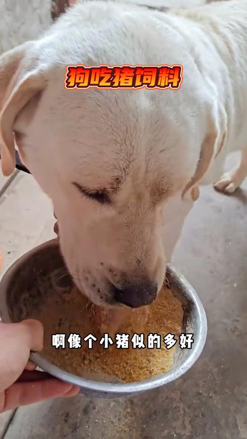 土狗吃猪饲料长得快吗