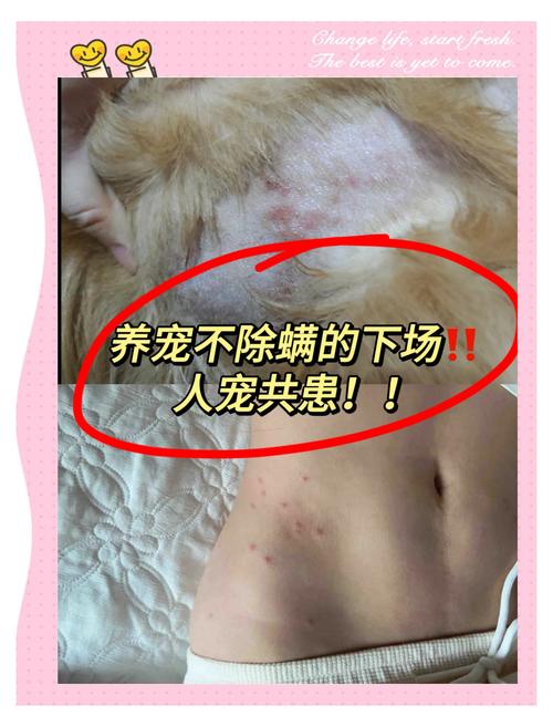 狗狗去螨虫比较好的方法狗狗除螨虫的简单方法