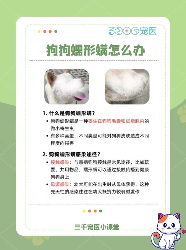 狗狗得了螨虫怎么办?