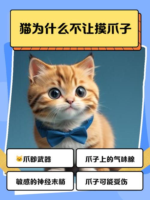 猫咪为什么不让摸爪子