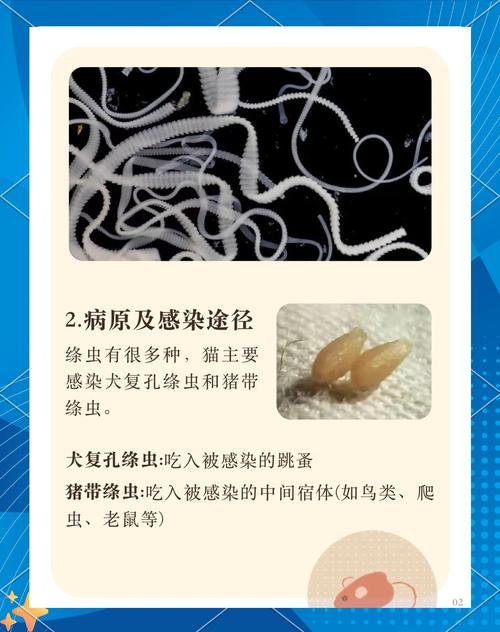 如果小猫能吃肠虫清,那么一天吃多少?一天吃几次?