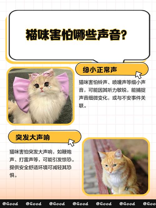 猫害怕什么声音?