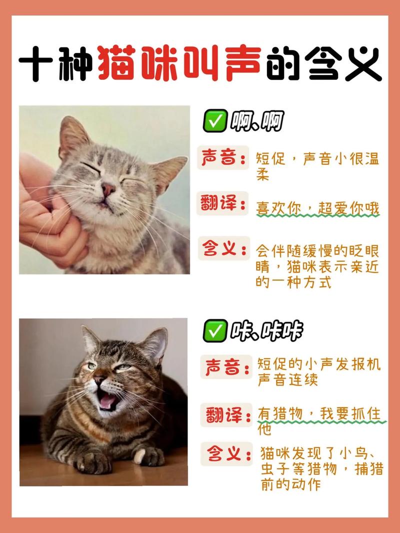 猫咪很怕人还发出呜呜低沉的叫声是怎么回事