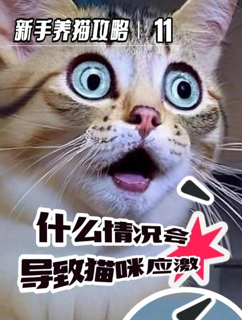 猫害怕什么声音