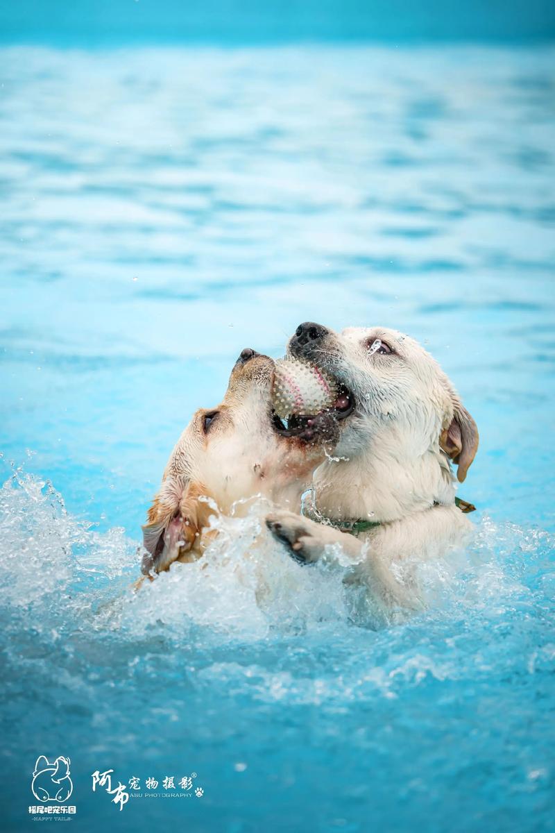 拉布拉多犬多大可以进行游泳训练